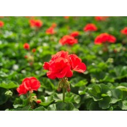 Kekkila Sphagnum 100L - Gdet, med ler